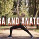 yoga-and-anatomy