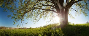 Panorama of the green spring meadow with oak tree